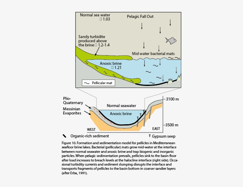So, Organic Debris First Formed At The Halocline Can - Diagram, transparent png #2899812