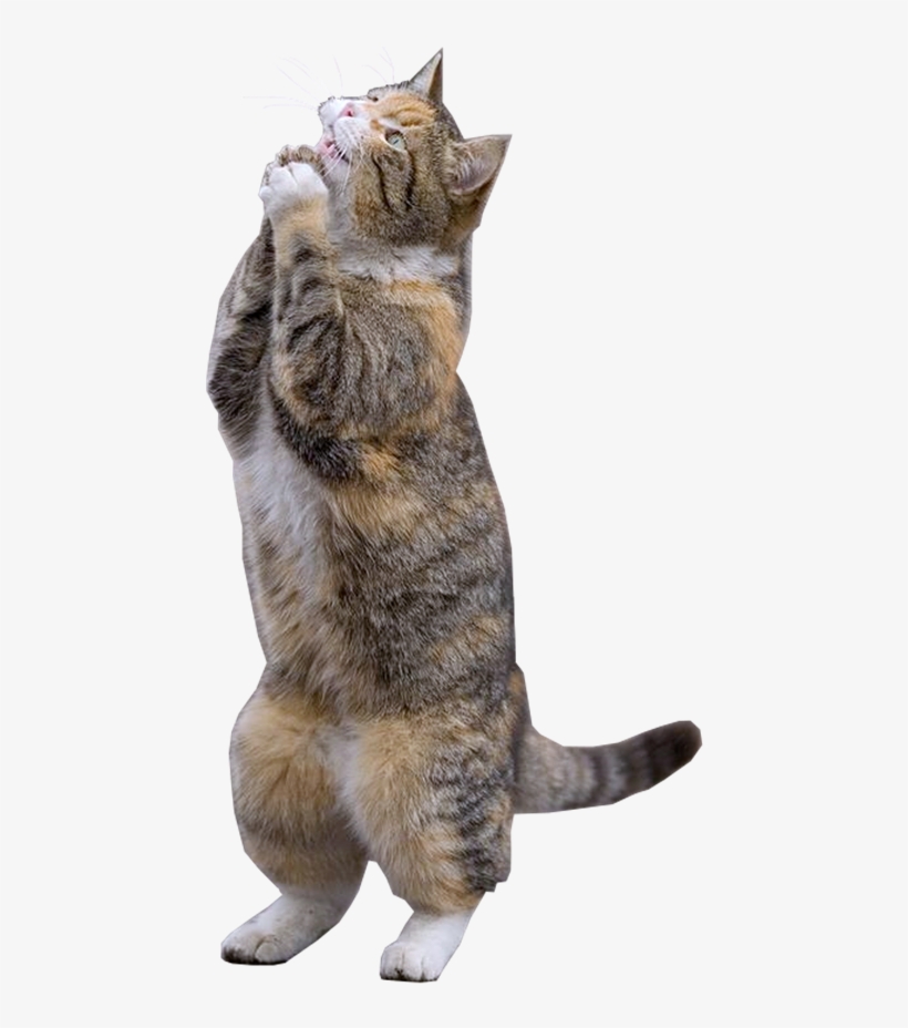 Free Dog Park - Rainy Weekend Meme, transparent png #2899870