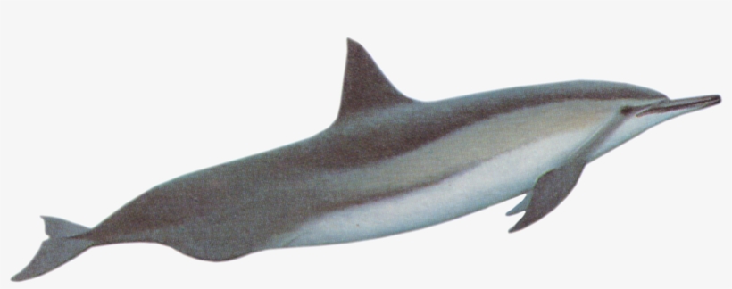 Dolphins - Baiji, transparent png #290063