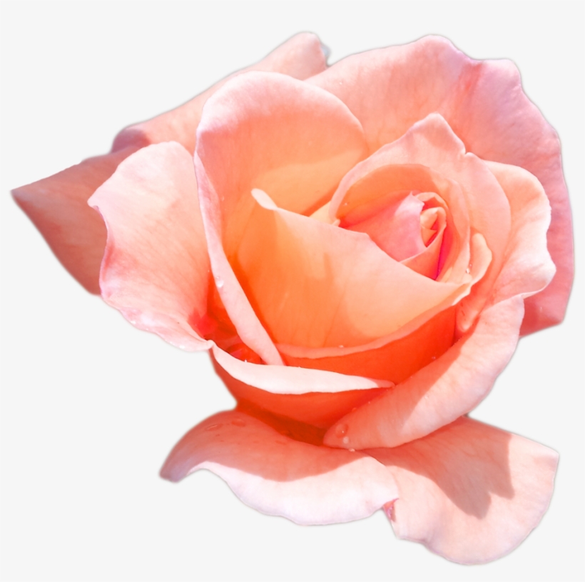 Peach Flower Png Download - Peach Roses Png, transparent png #290115