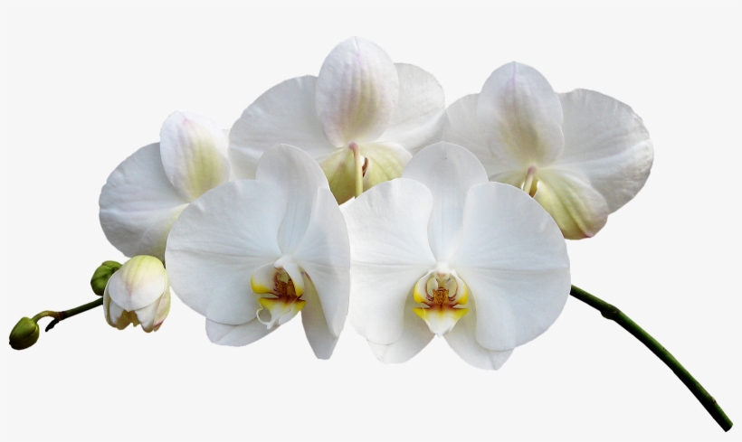 Orchid - Орхидеи Пнг, transparent png #290612