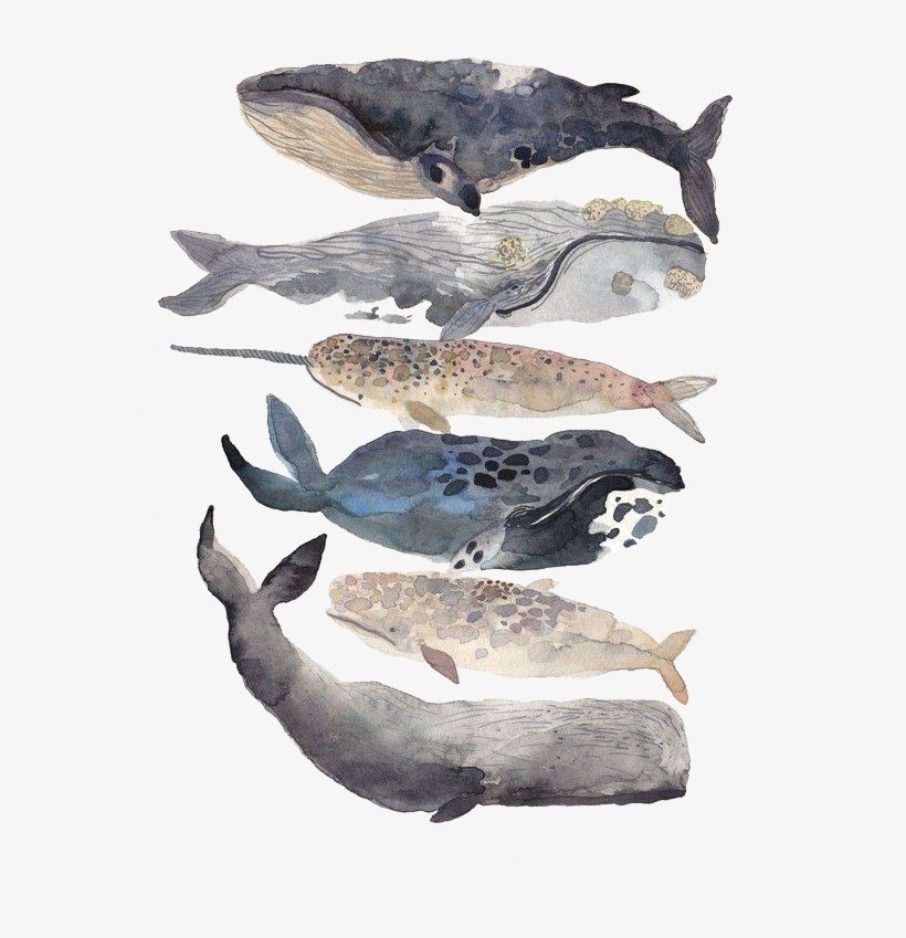 New Bedford Whale Watercolor Painting Illustration - Watercolor Whales, transparent png #291265