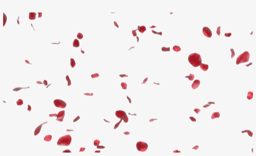 Rose Petals Transparent Image - Falling Rose Petals Png, transparent png #291313