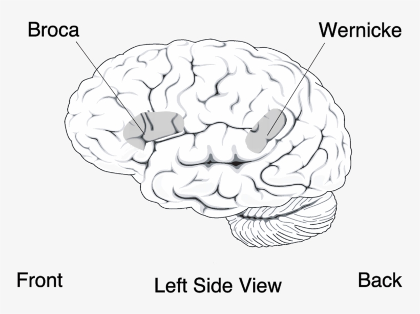 File - Brocasareasmall - Broca Parte Del Cerebro, transparent png #291411
