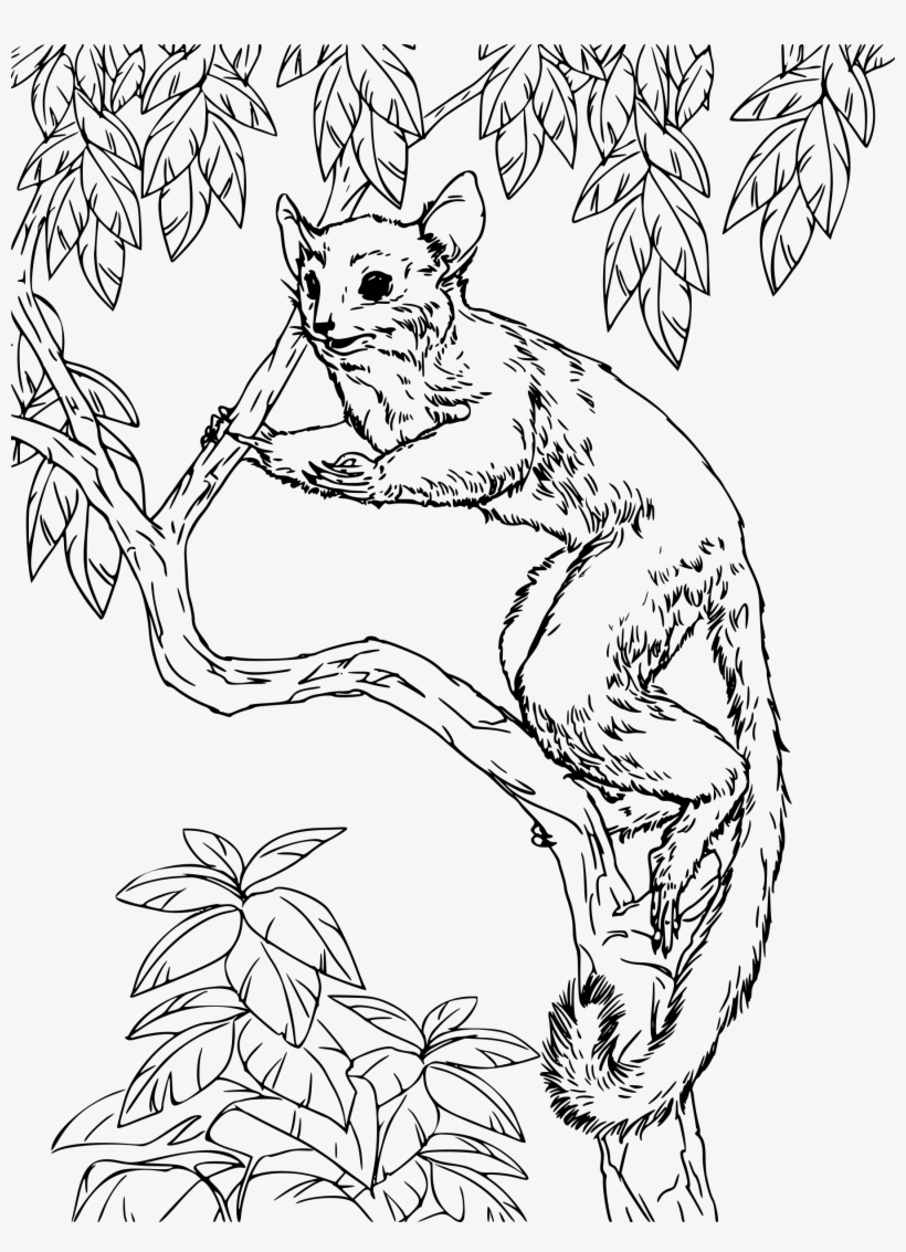 This Free Icons Png Design Of Senegal Bush Baby, transparent png #291431