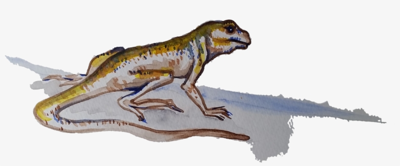 Lizzard Basking On A Rock - Eastern Newt, transparent png #291533