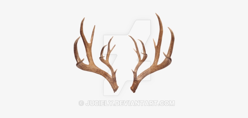 Antlers - Antlers Png Transparent, transparent png #291725