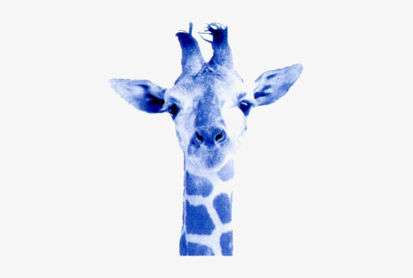 Optimized Blue Giraffe Hq Cliparts - Cafepress Simple Giraffe Tile Coaster, transparent png #291820