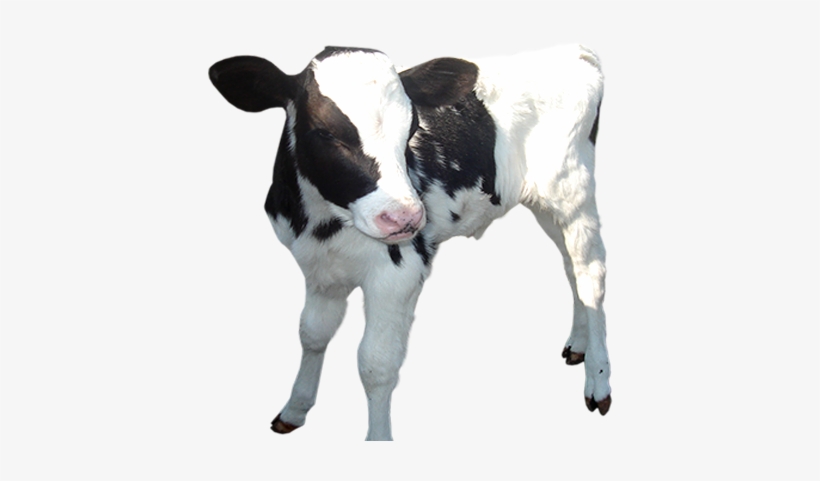 Baby Calf Png Transparent Baby Calf - Baby Cow Transparent Background, transparent png #292337