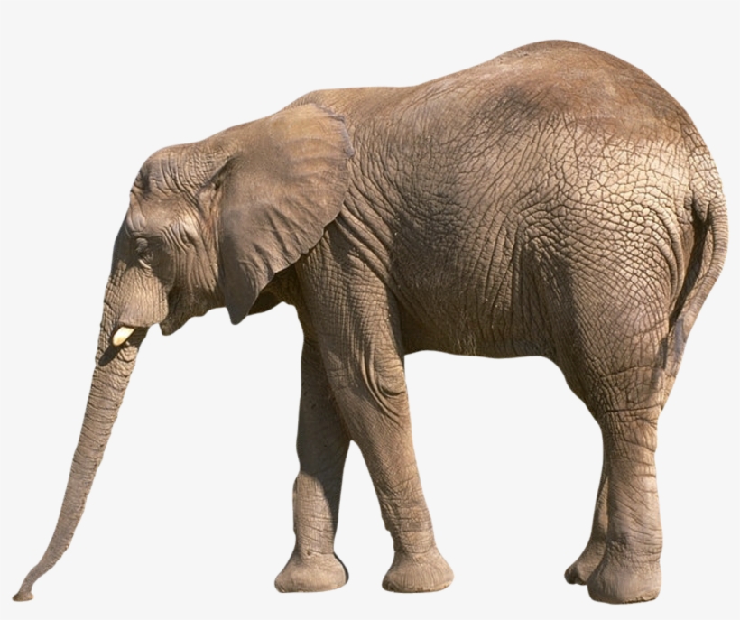 Elephants Png Images Free Download - Reading Comprehension About Animals For Grade 3, transparent png #292568