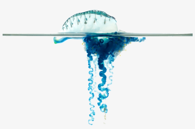 Free Png Blue Bottle Jellyfish S Png Images Transparent - Bluebottle, transparent png #293034