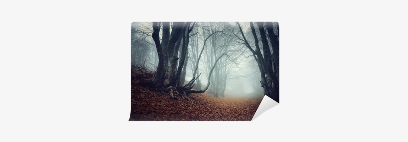 Design Art 'mysterious Fairytale Foggy Wood' Photographic, transparent png #293056