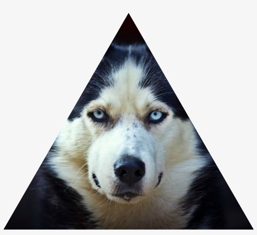 Faze - Siberian Husky High Resolution, transparent png #293807