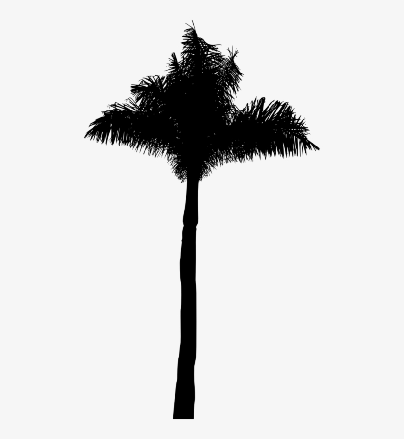 Free Png Palm Tree Silhouette Png Images Transparent - Borassus Flabellifer, transparent png #293871