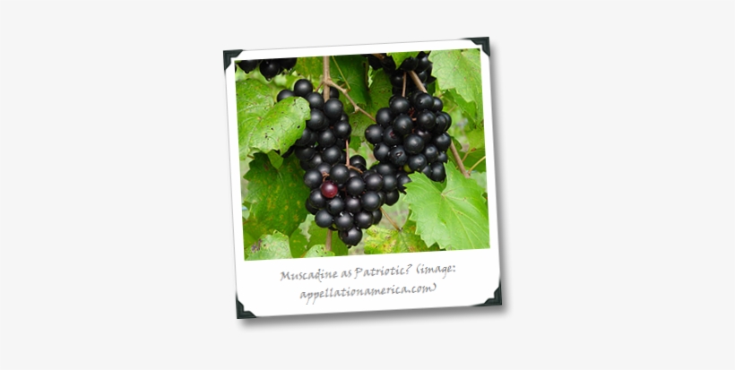 Muscadine-grapes - Wild Grapes Louisiana, transparent png #293872