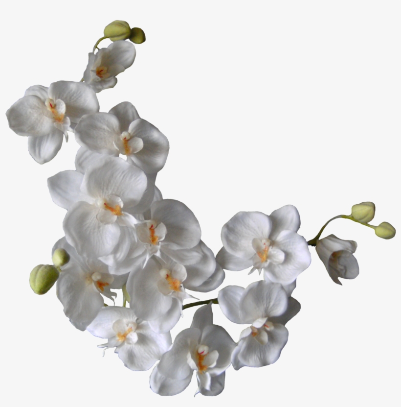 Orquideas Blancas Png, transparent png #293936