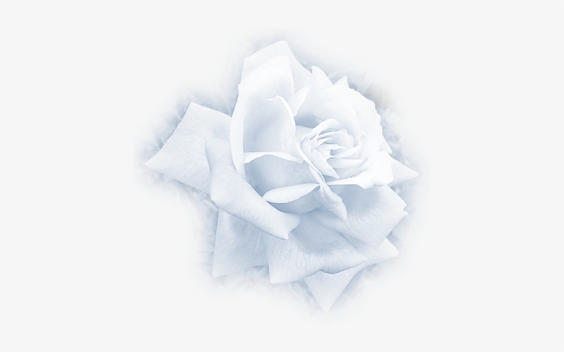 White Rose Misted - Garden Roses, transparent png #294022