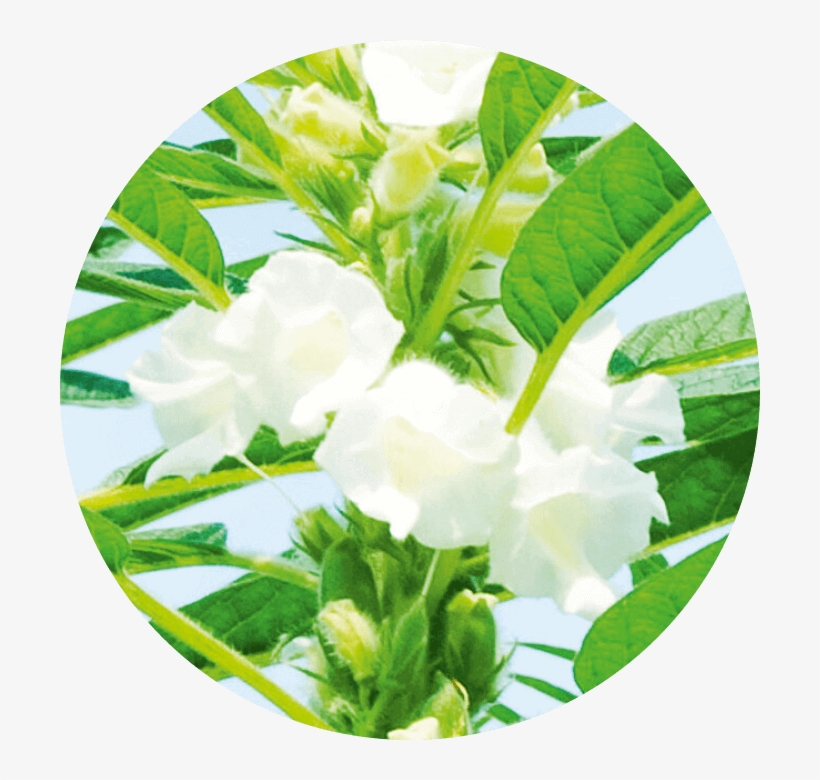 Active Ingredient - Jasmine, transparent png #294040