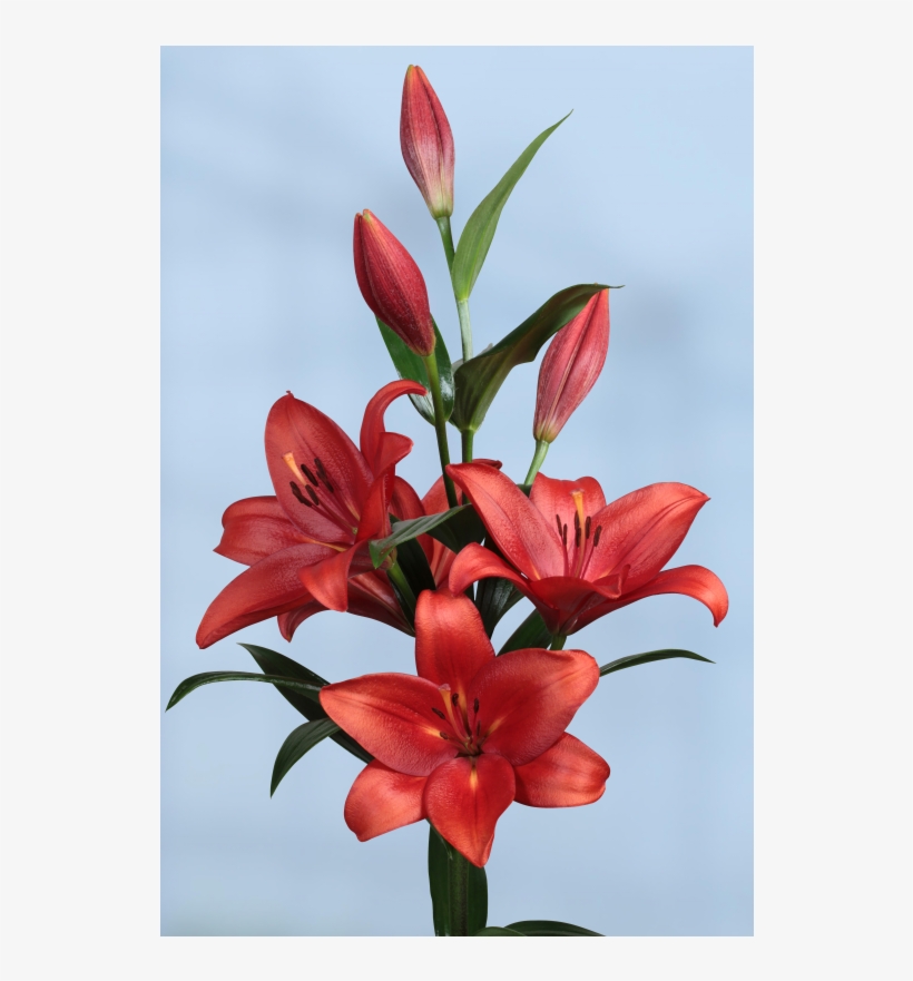 Stargazer Lily, transparent png #294338