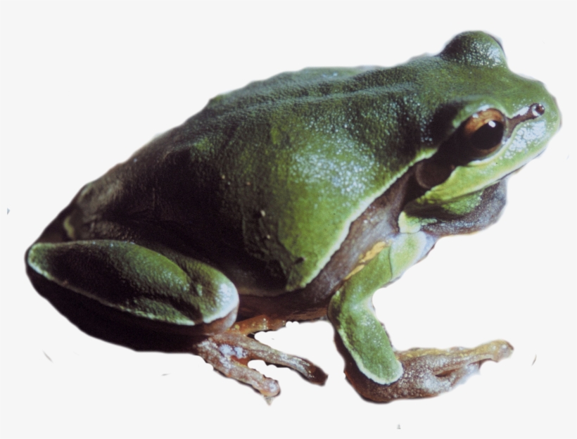 Pine Barrens Tree Frog Png - Pacific Tree Frog Png, transparent png #294449