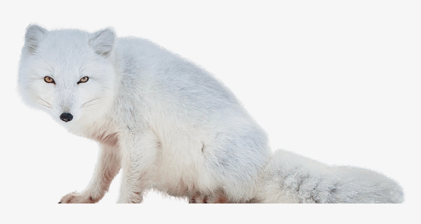 Arctic Fox Png, transparent png #294494