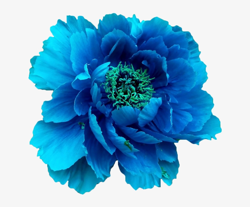 Blue Peony - Blue Flower Without Background - Free Transparent PNG Download  - PNGkey