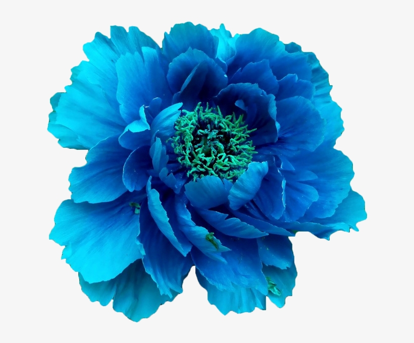 Blue peony blue flower without background free transparent png