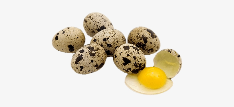 Gold Egg png download - 1024*963 - Free Transparent Quail png Download. -  CleanPNG / KissPNG