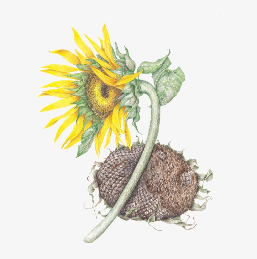 Sunflower, transparent png #296954