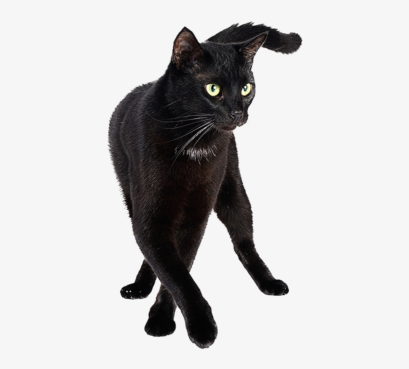 End Of Life Care - Bombay Cat Png, transparent png #296957