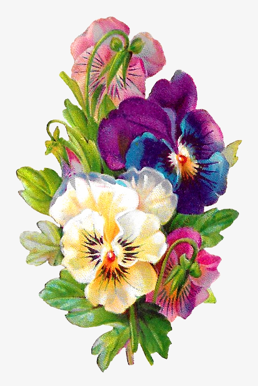 Carolyn Iott On Twitter - Pansy Flower Clipart, transparent png #296978