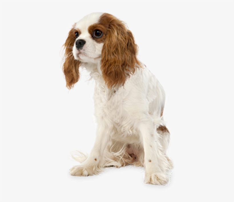Cute Puppy Png - Cavalier King Charles Spaniel Transparent Background, transparent png #297548