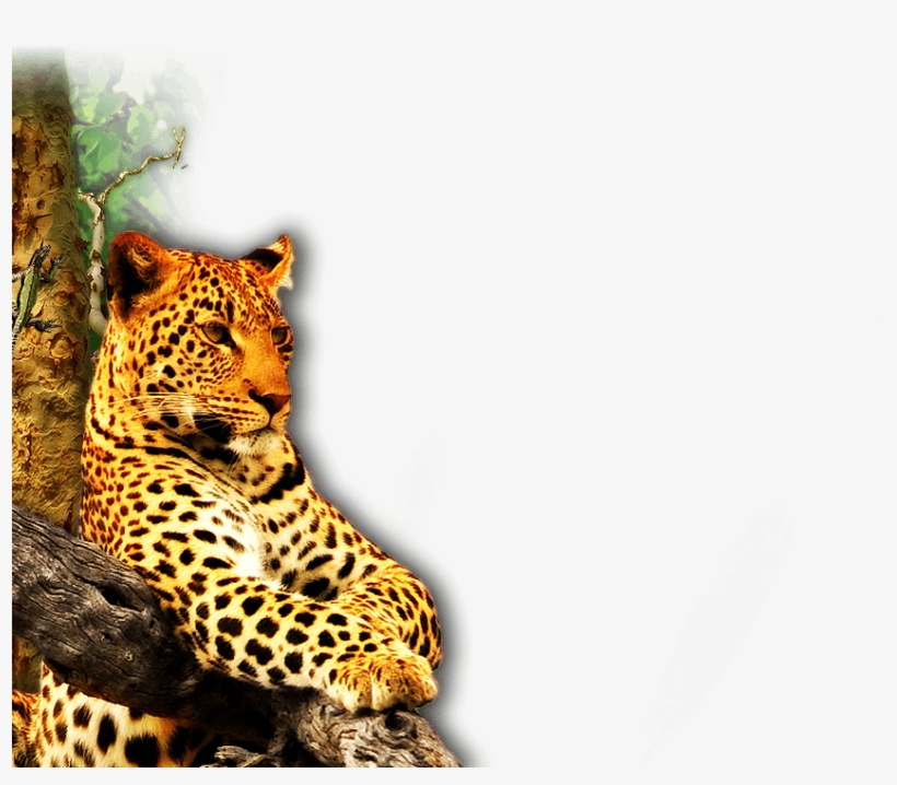 St Lucia Accommodation, Luxury Accommodation In St - Leadership E Carisma. Come Riconoscere E Sviluppare, transparent png #297693