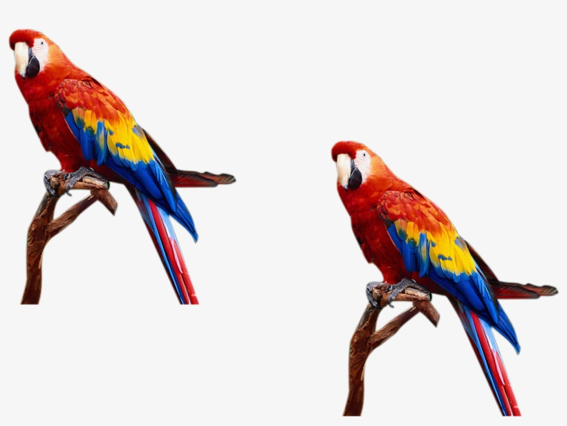 Birds For Photoshop - Png Images For Photoshop, transparent png #298028