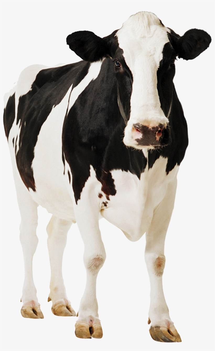 Go To Image - Cow Png, transparent png #298339