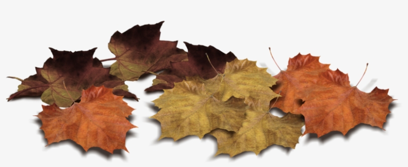 Format - Png - Leaves On Ground Photoshop, transparent png #298511