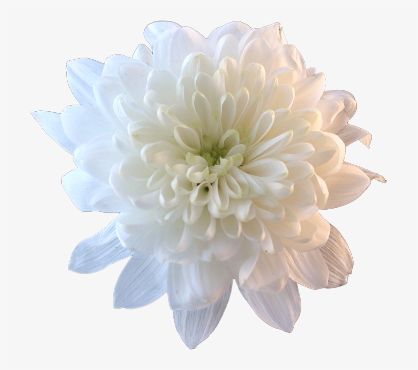 Flower White Whiteflower Tumblr Aesthetic - Chrysanthemum Transparent, transparent png #299705
