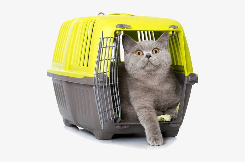 Transportín Gatos Vetplan Facebook - Transportin Gato, transparent png #2900081
