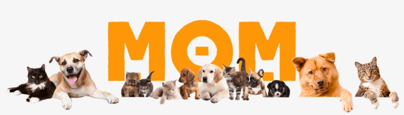 Mom Cães, Gatos & Você - Made With Your Pet's Hair! Wool Crochet Necklace With, transparent png #2900084