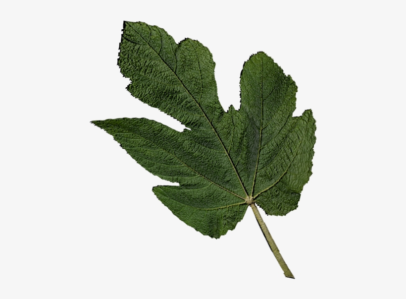 Gambel Oak, transparent png #2903166