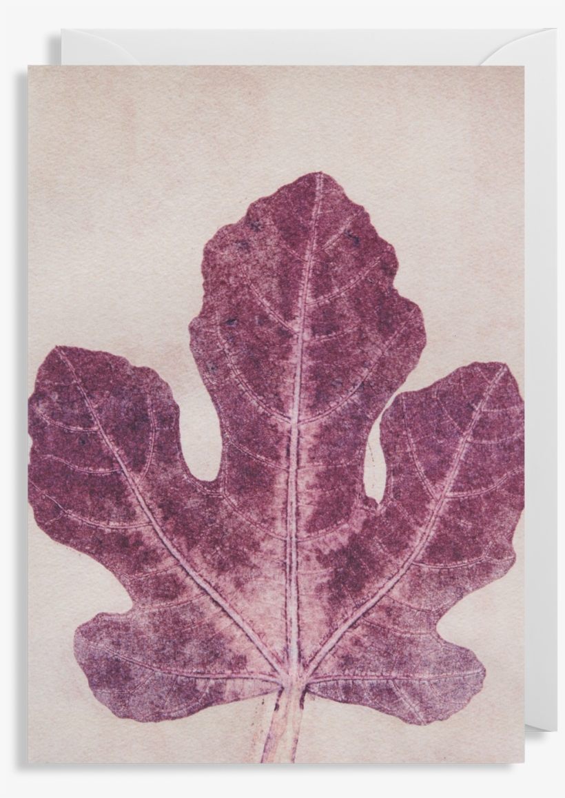 Fig Leaf Greeting Card - Greeting Card, transparent png #2903191