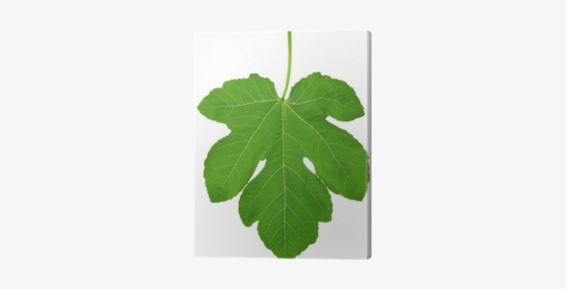 Fig Leaf, transparent png #2903238
