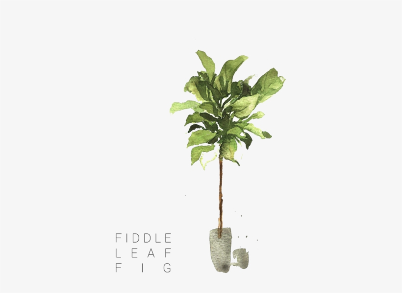 Ficus Lyrata - Fiddle-leaf Fig, transparent png #2903267