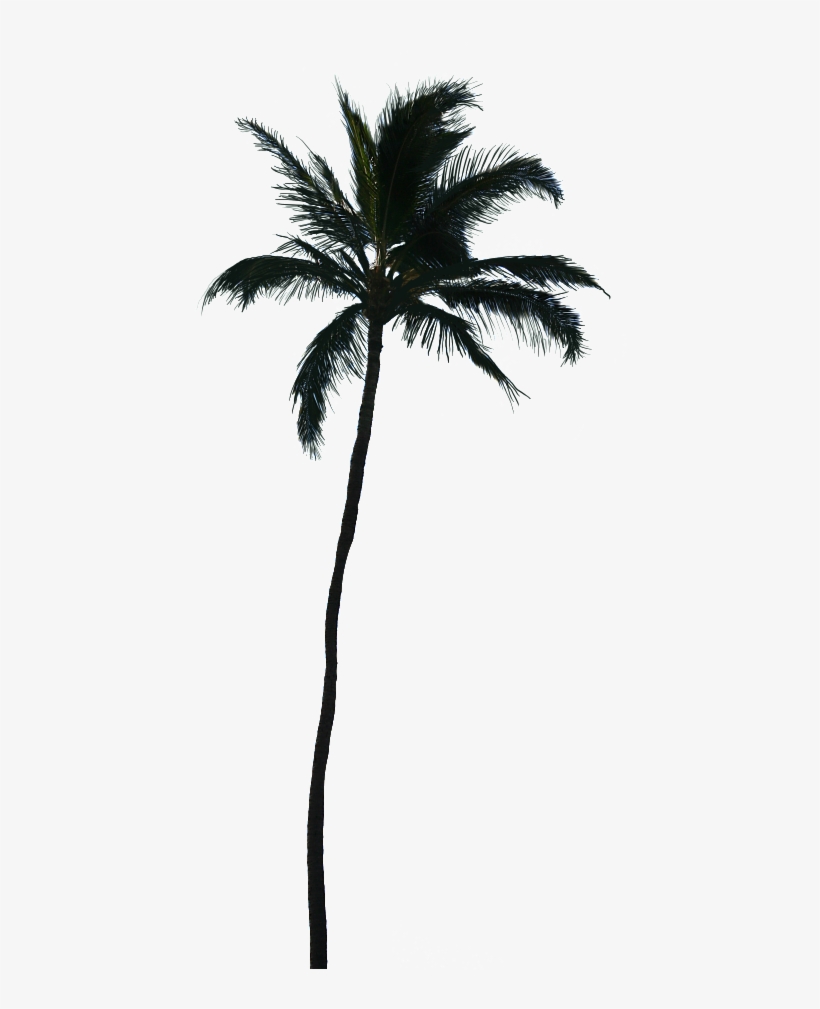 White Palm Tree Png - Photobucket, transparent png #2903588