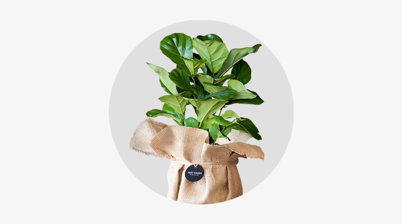 Bambino Fiddle Leaf Fig - Fiddle-leaf Fig, transparent png #2903721