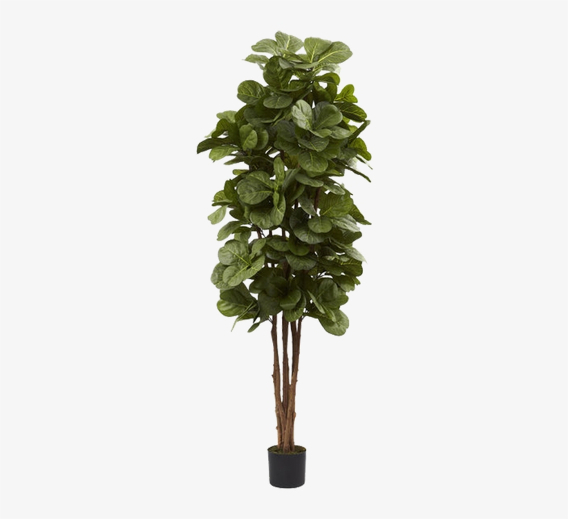 Fiddle Leaf Fig Tree - Nearly Natural 5346 Fiddle Leaf Fig Tree, 6-feet, Green, transparent png #2903741