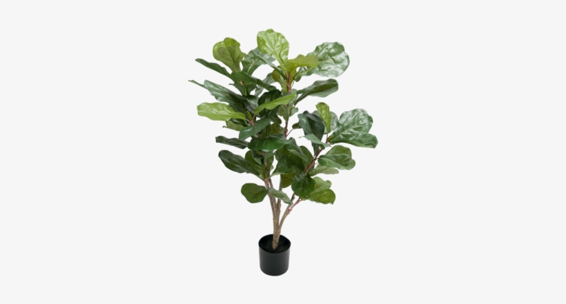 Plant Fiddle-leaf Fig - Konstgjord Fiolfikus, transparent png #2903805