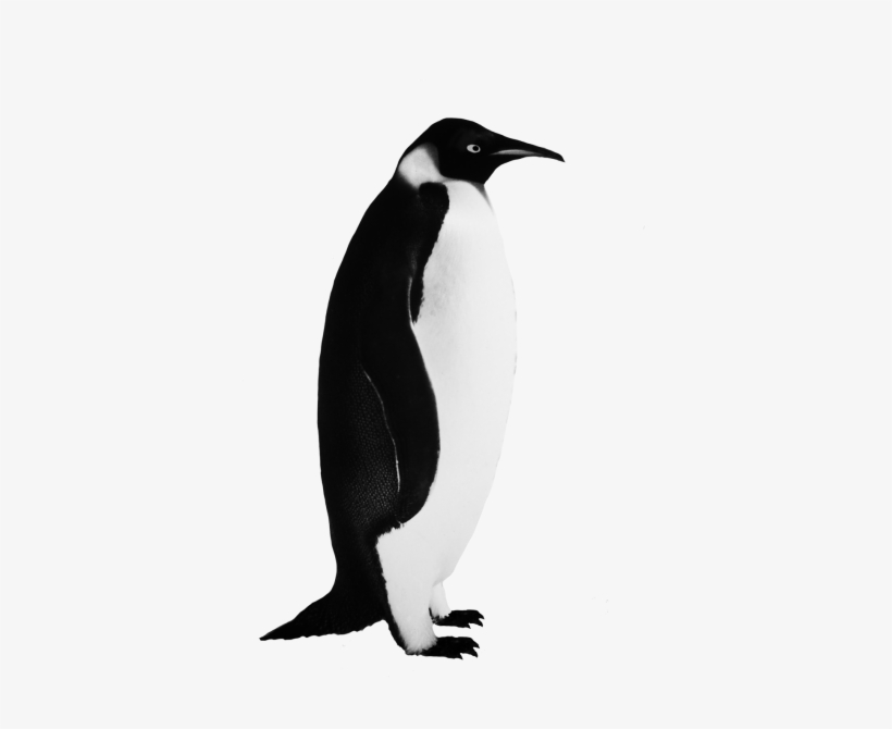 Penguin Png Icon Png Images - Emperor Penguin Clip Art, transparent png #2903928