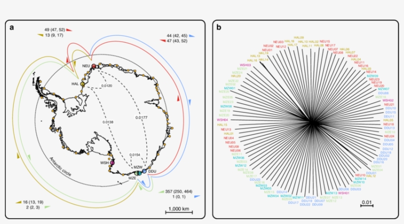 Drift And Mixing Concur To Keep A High Degree Of Worldwide - Emperor Penguin, transparent png #2904481
