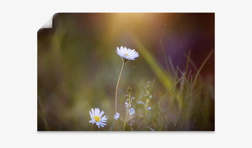 Mural-autoadherible - White Daisy Ipad Sleeve, transparent png #2904550